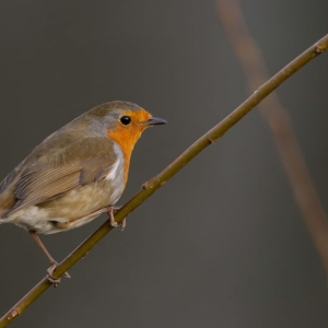 Redwell   26 1 2017 (144 Of 156).jpg